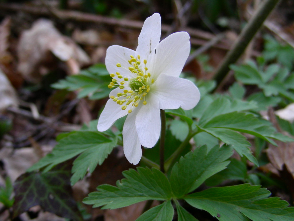 Anemone nemorosa / Anemone bianca, silvia